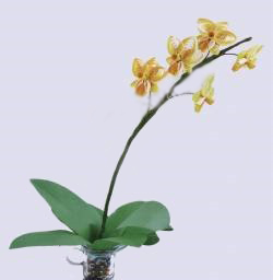 Орхидея в технике квиллинг.jpg